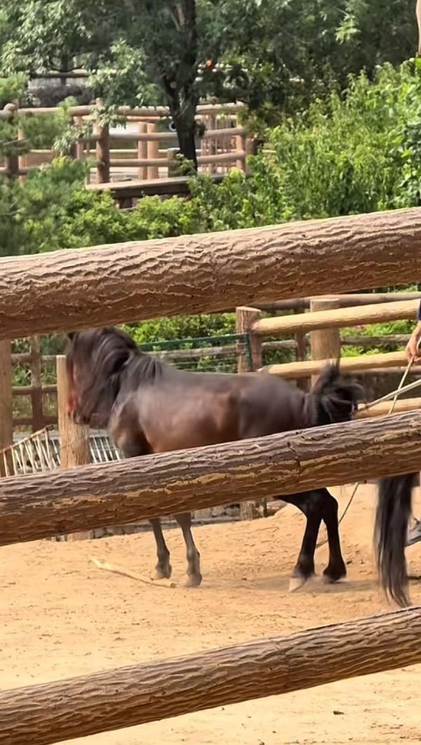 富旺配资 太原动物园马匹脸部血肉模糊，网友质疑被抽打虐待，园方：装车时撞护栏致面部擦伤出血